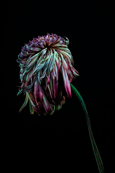 Photograph Jose Luis Mg Dead Natura on One Eyeland